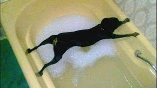 Dogs just don&#39;t want to bath - Funny dog bathing compilation