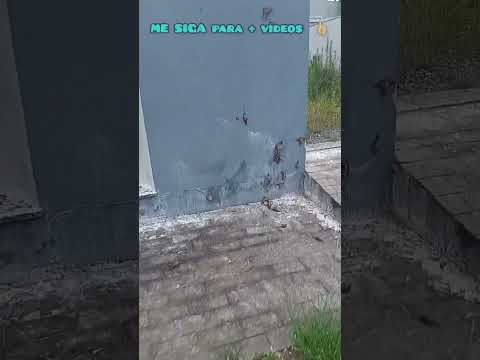 Alerta de ciclone em Santa Catarina Parte2 🌪 #ciclone #bc #santacatarinabrasil #piçarras