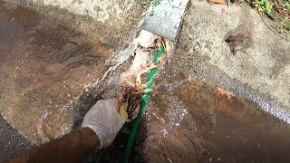 Blocked Drain 202 - DESTROYING Palm Tree Roots. YEAH!!!