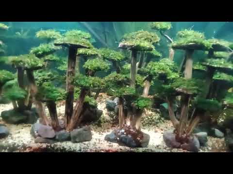 bonsai jamur untuk aquarium aquascape model Mario bros