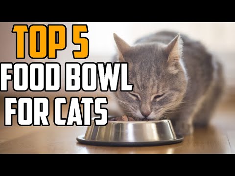 Cat bowl: Top 5 Best food bowl for cats in 2020