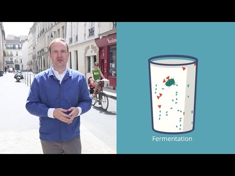 O Processo de Fermentação no Iogurte