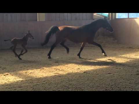 Hengstfohlen v.Vannan-Ml Carthago-Calido geb.11.04.17. 9Tage vor Termin