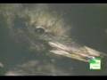 Kiwi Lays Egg