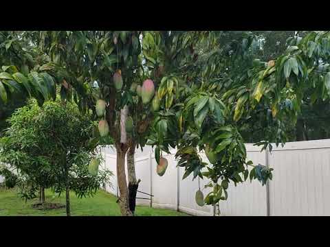 My Valencia Pride mango tree 2023