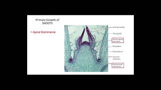 Primary Growth in Plants