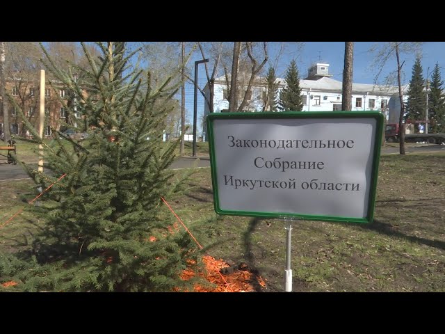 Сквер возле иркутского аэропорта украсили 30 хвойных деревьев
