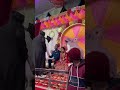 ALBELE TANGE WALE LAMBA HAI MADAM LAMBA RAHUL BALIYAN KMC FILMS
