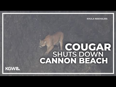 Cougar spotted on Haystack Rock leads to Cannon Beach closure