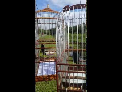 Twa Twa, Sniper fluit eindelijk close.