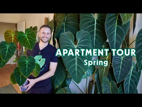 HOUSEPLANT TOUR - it’s spring & all my plants are thriving