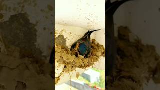 Download lagu Swallows bird builds her mud nest #shorts #youtubeshorts mp3 Download lagu Swallows bird builds her mud nest #shorts #youtubeshorts mp3