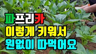 파프리카 키우기  싹내서 키운 파프리카 정식했어요. 심는방법부터 병충해 예방법까지
