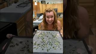 Homemade Jalapeño Spice! #gardening #jalepeno #shortvideo