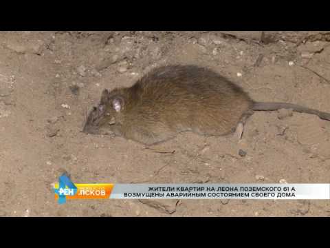 Новости Псков 25.11.2016 # Аварийное состояние дома на Леона Поземского 61а