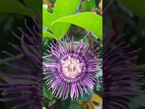 my home garden 🎄🌳🌷🌹🌸🌺