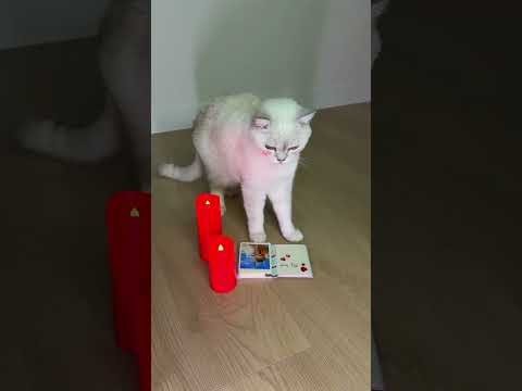 Cat Knocks Over Red Juice!#cat#shorts#1million#catshorts#catmemes#dangerous#viral#famous