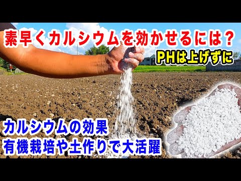 泥炭を含まない土壌: 環境をどのようにサポートするか トピックス