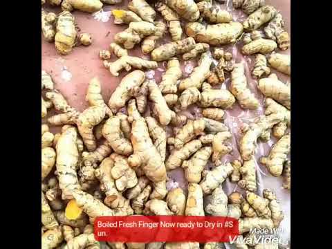 Turmeric Finger Drying in Sun after Boiling