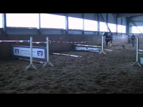 Diamant de Semilly x Cor de la Bryere x Lord