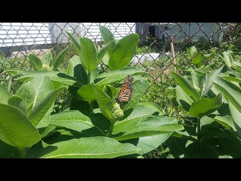 Why Grow Milkweed on your Property  Quick Tip The Wisconsin Vegetable Gardener