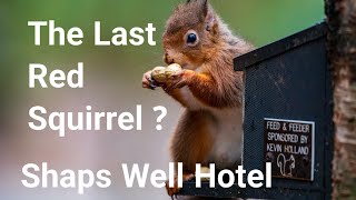 Hunting for Red Squirrels | Wildlife Photography.