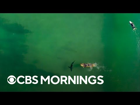 Scientists explain the fear of great white sharks