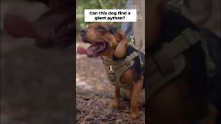 This Dog Hunts Giant Pythons 🐍😳