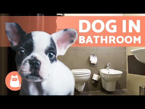 Why Does MY DOG Follow Me into the BATHROOM? 🚽🚶‍♂️🐕 (3 Reasons)