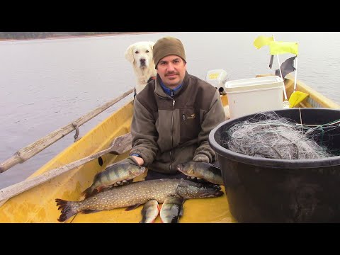 Verkkokalastusta 2.10.2022