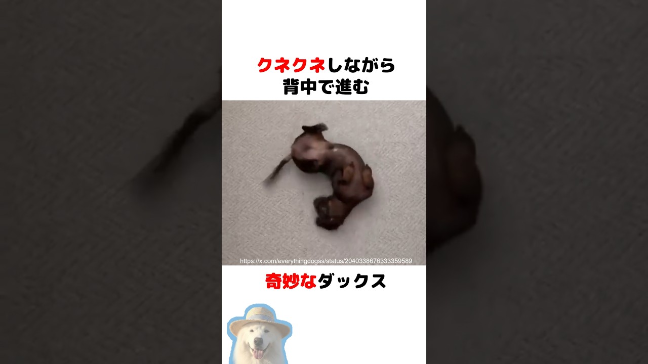 背中で進むワンコ