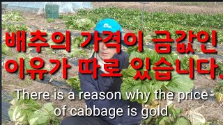 김장배추의 가격이 금값인 이유가 따로 있습니다.There is a reason why the price of…