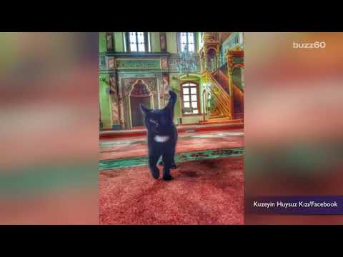 Man opens Mosque doors for stray cats, melting hearts worldwide