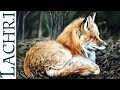 Time lapse Fox oil over acrylic photorealistic speed ...