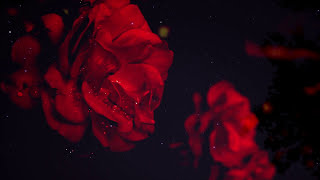 Iron &amp; Wine - &quot;Grass Widows&quot;