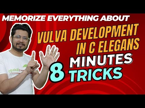 C elegans vulva development for csir net developmental biology | Vulva formation in c elegans