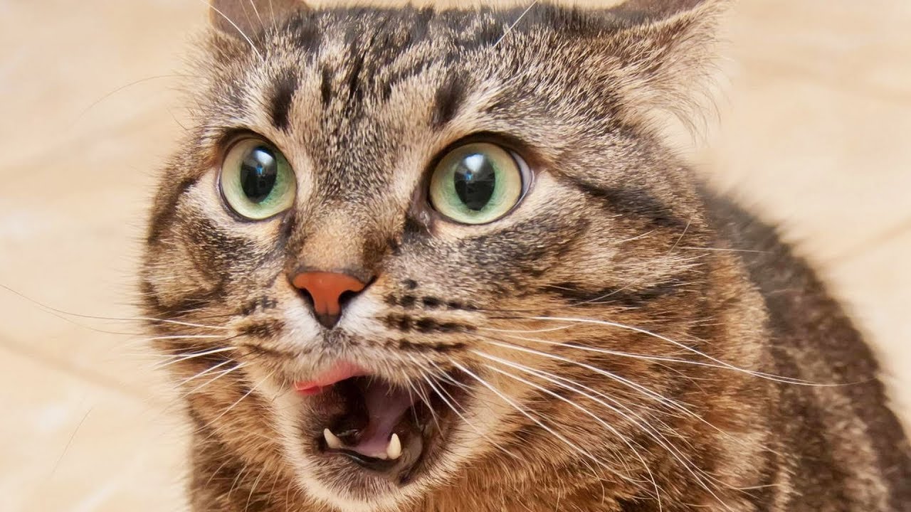 La preuve que ton chat ne t'aime pas ? - ZAPPING SAUVAGE