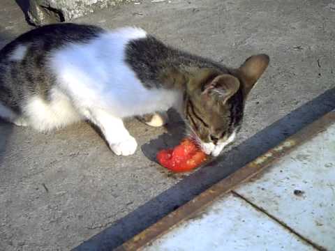 Cat eating tomato - YouTube