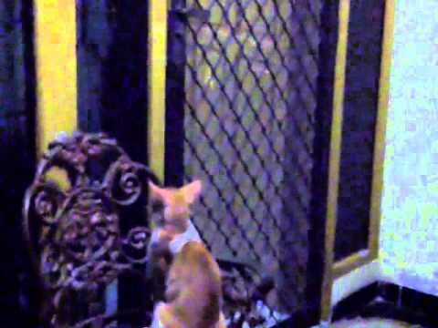 Kucing Buka Pintu (Cat open door).. subhanallah !