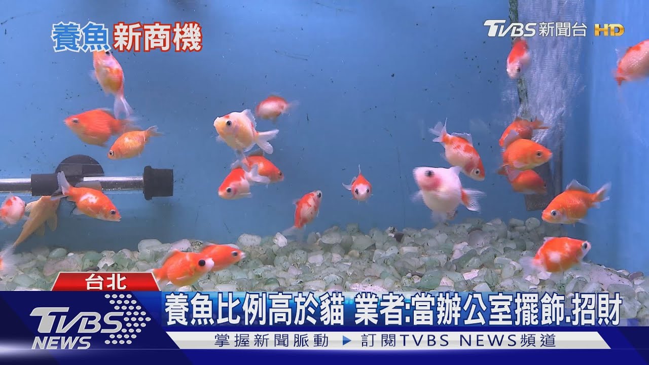 寵物商機大！養魚比例高於貓　專家：可招財、美觀