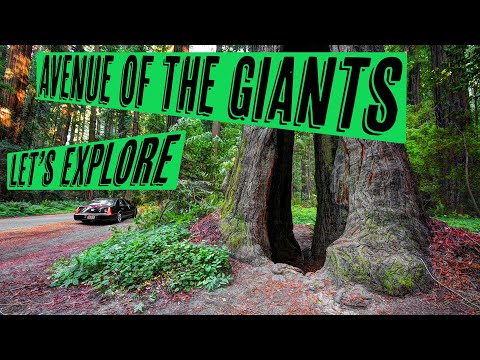 Avenue Of The Giants | Exploring Redwood National And State Parks