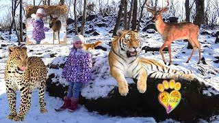 №2 Приморский САФАРИ ПАРК, вторая экскурсия- https://youtu.be/C03BoV4GSA0 Primorskiy SAFARI PARK - The first tour: Park of tigers, park of leopards and park