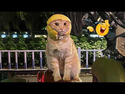 Funniest Cat Videos Ever 2026 😹🐱 | Try Not To Laugh