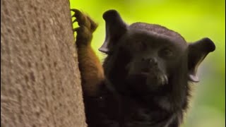 Golden-Handed Tamarin Monkey | Expedition Guyana | BBC Earth
