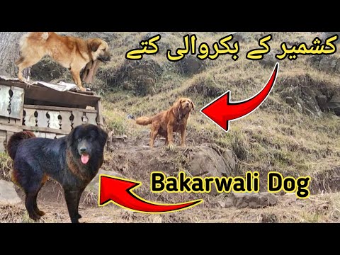 Bakarwali Dog | Black Bakarwal Dog Pair | Bakar wali Dog | Best Guard Dog | Dog puppy | toseef diary
