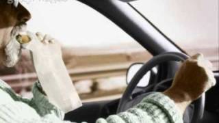 Lorry Driver Parody (02)