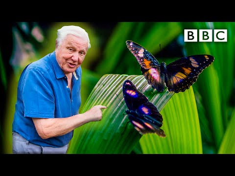 Attenborough's Life in Colour: Trailer 🦋 BBC