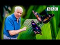 Attenborough