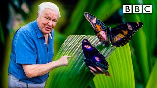 Attenborough's Life in Colour: Trailer 🦋 BBC