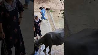 Download lagu Pika is so happy to see cow and buffalo's 😍#village #villagelife #shorts #shortsindia #india mp3 Download lagu Pika is so happy to see cow and buffalo's 😍#village #villagelife #shorts #shortsindia #india mp3